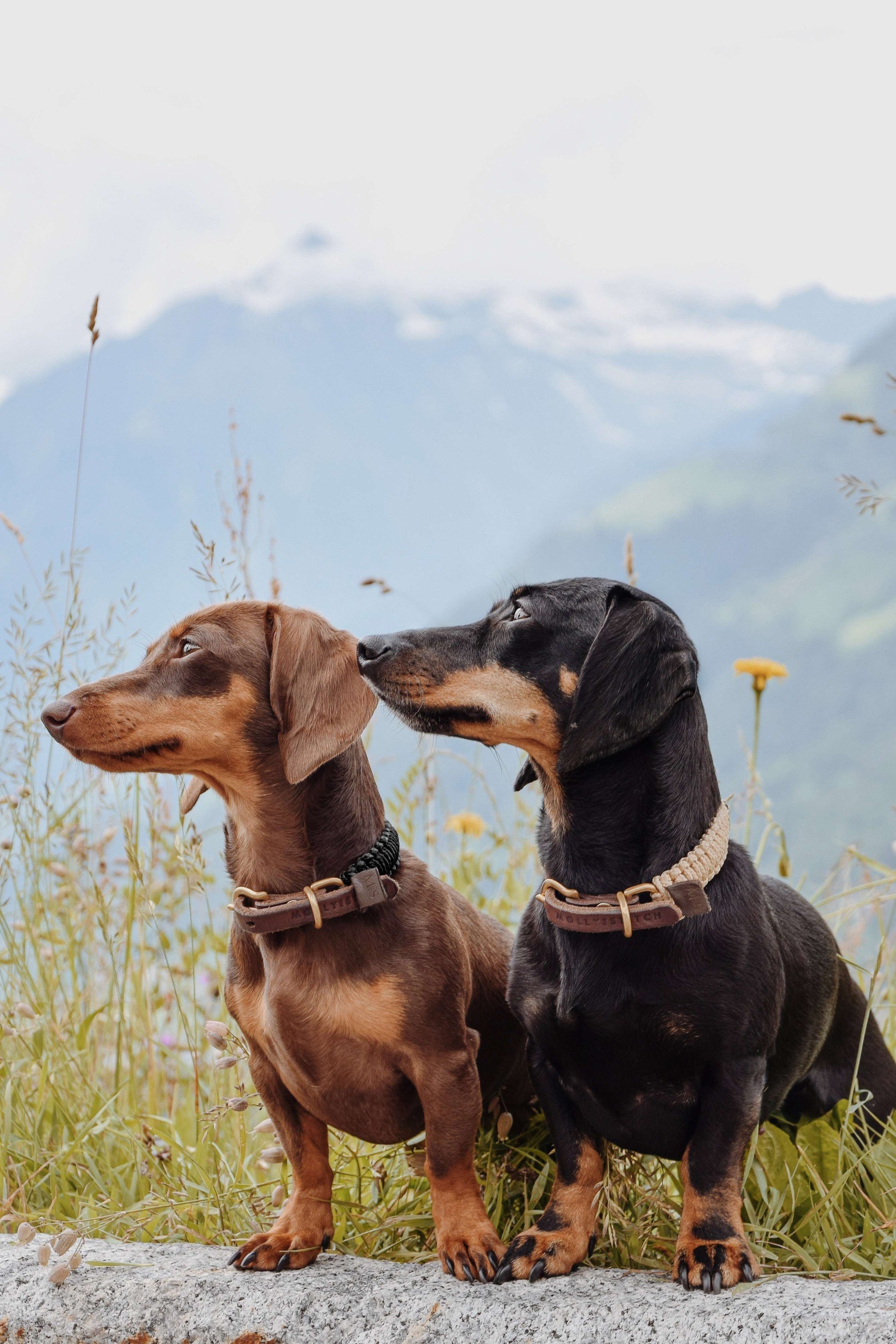 Dog wearing Molly & Stitch Touch of Leather collar with black and beige rope and brown leather, minimalist handcrafted accessory.