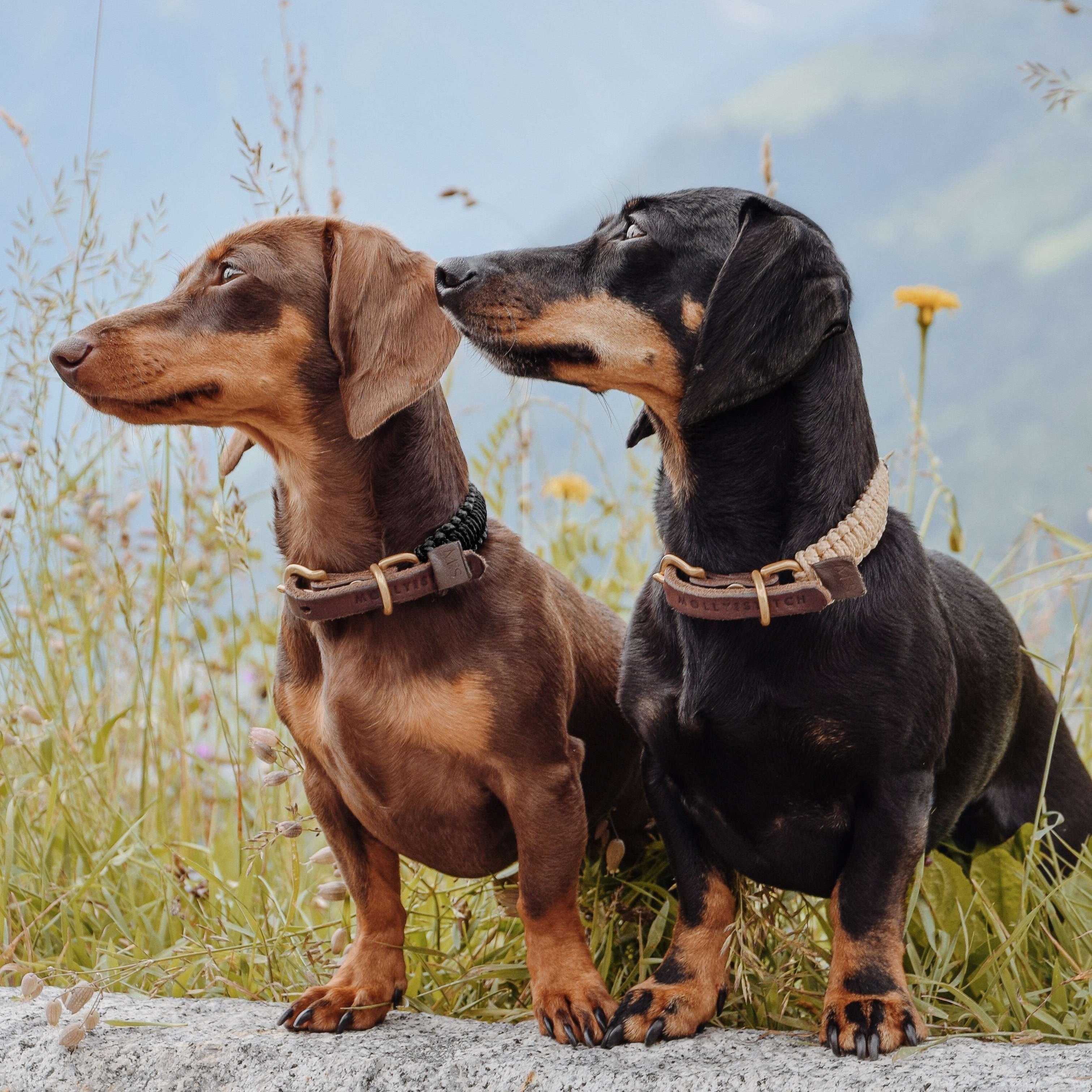 Dog wearing Molly & Stitch Touch of Leather collar with black and beige rope and brown leather, minimalist handcrafted accessory.