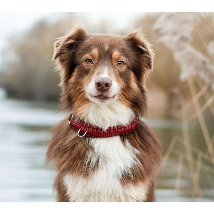outdoor Dog wearing Molly & Stitch Touch of Leather collar with red rope and brown leather, minimalist handcrafted accessory