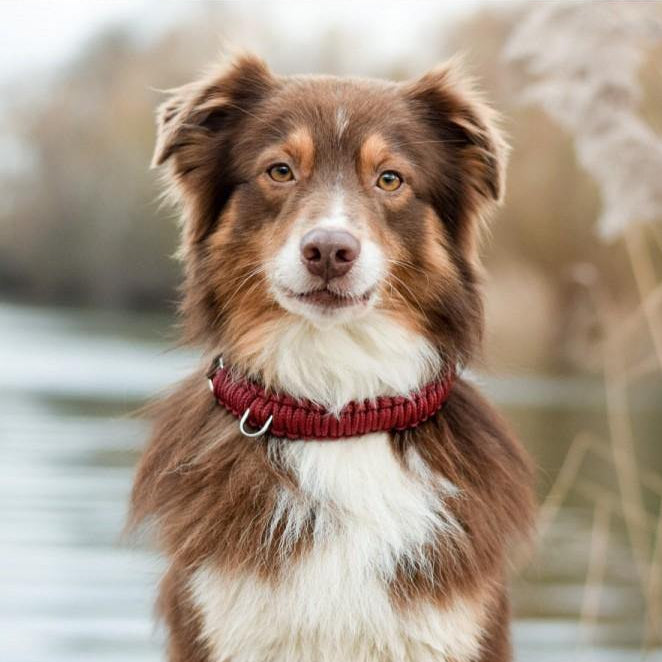 outdoor Dog wearing Molly & Stitch Touch of Leather collar with red rope and brown leather, minimalist handcrafted accessory