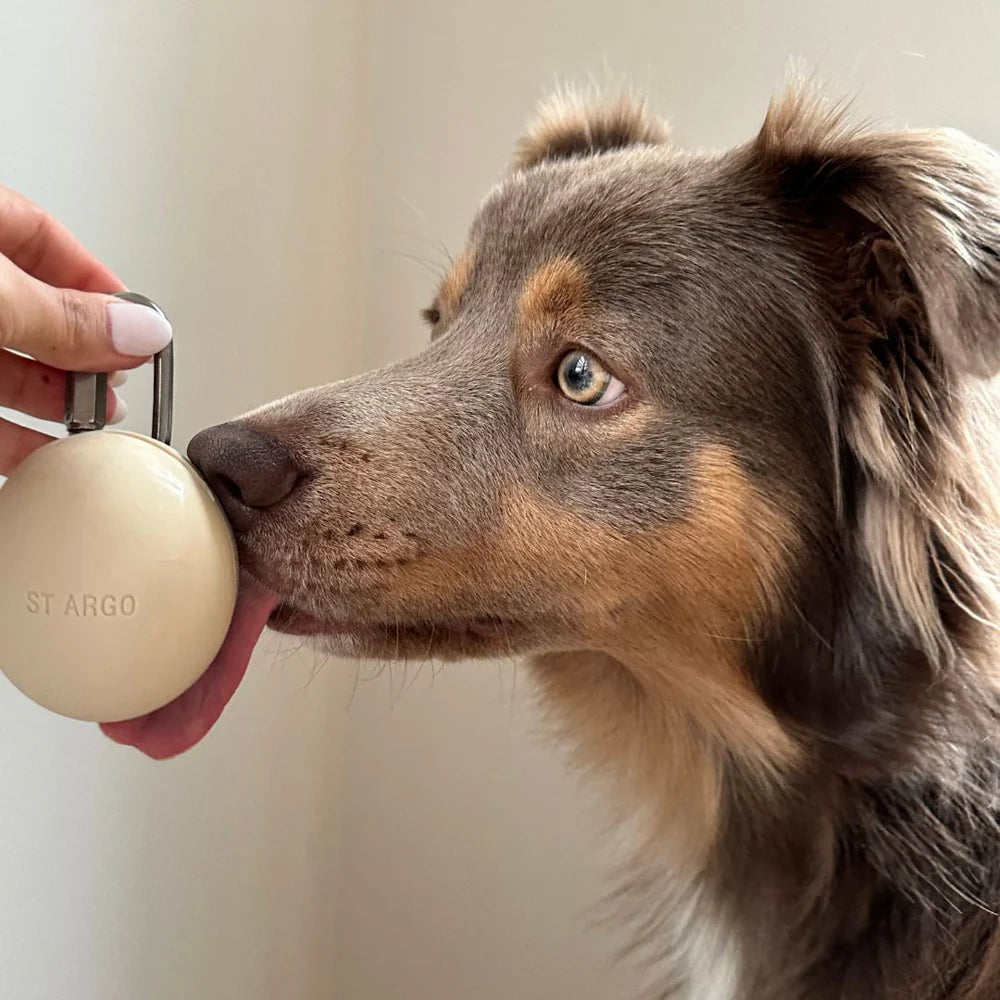 Dog interacting with a beige treat pouch by a person against a neutral background