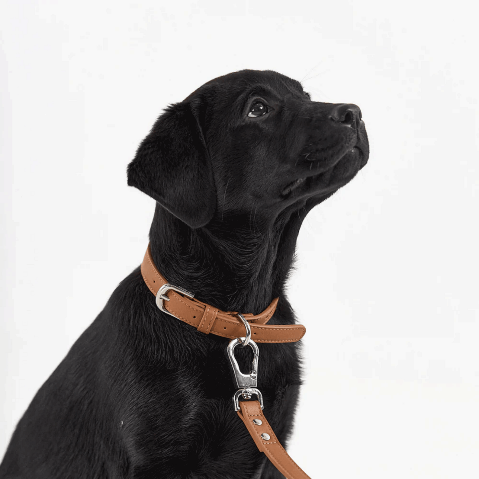 Dog wearing brown vegan leather lead and collar set, stylish everyday accessory from Lumi Pets Walk collection