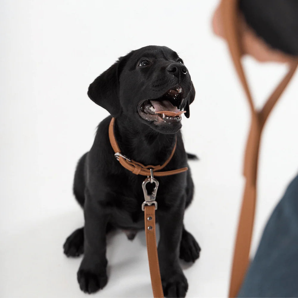 Dog wearing brown vegan leather lead, stylish everyday accessory from Lumi Pets Walk collection
